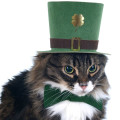 March MOPS Cat