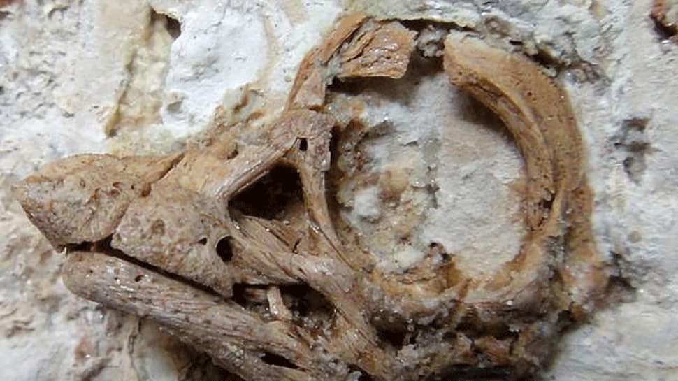 3D model of an unhatched dinosaur reveals unknown fact about sauropods | Science News | Zee News
