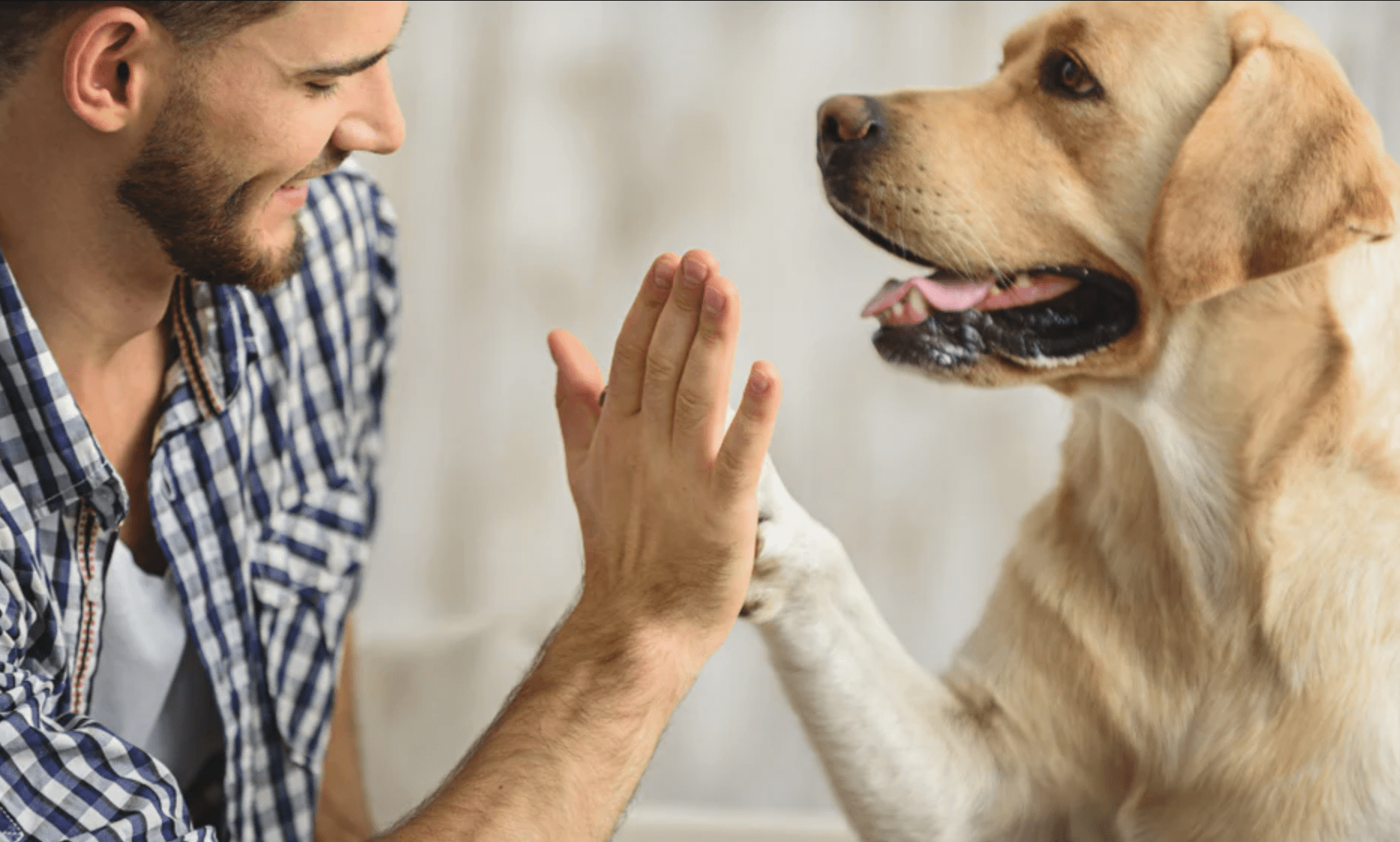 8 New Year’s Resolutions for Your Dog