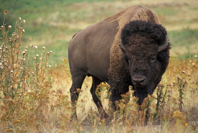 american buffalo